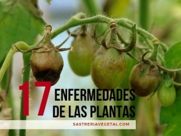 17 Enfermedades De Las Plantas De Interior Y Exterior