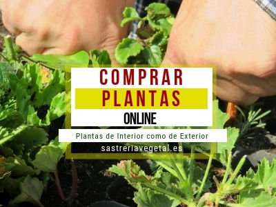 Comprar Plantas Online