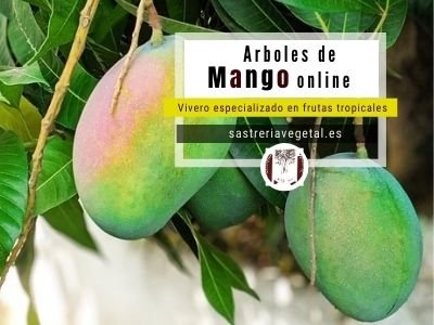 Comprar Arboles Mango Online - Sastreria Vegetal