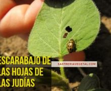 Escarabajo, Hojas de la Judias